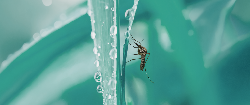 West Nile Virus: Why mosquito protection continues into the fall